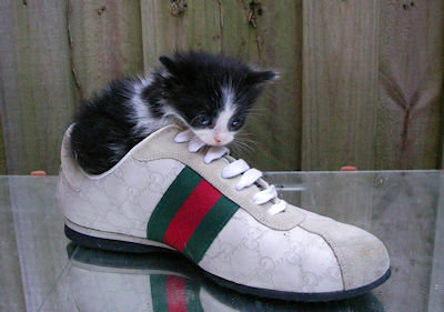 Puss in Shoe